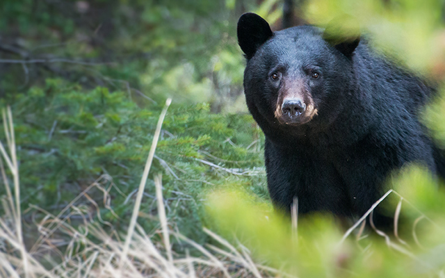 wildlife-overview-block